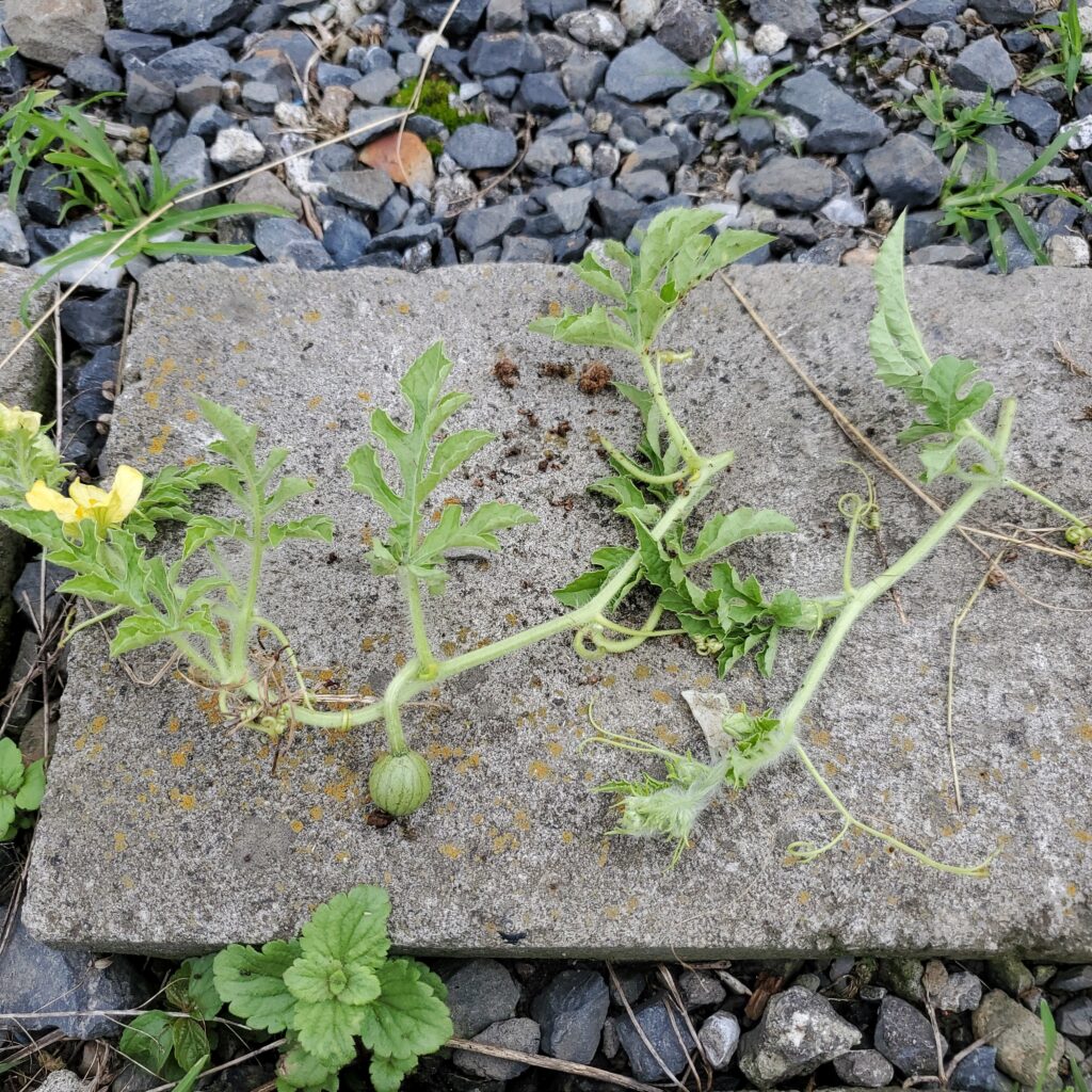 カットされた芯