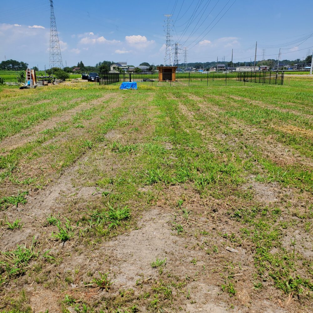 ７月末の田んぼ