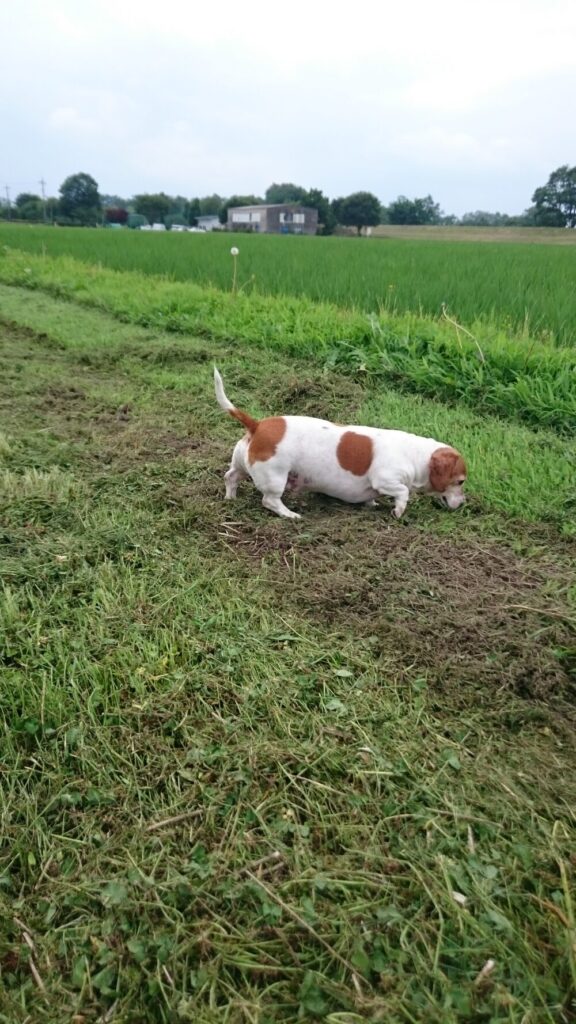 田んぼでよく遊んだね