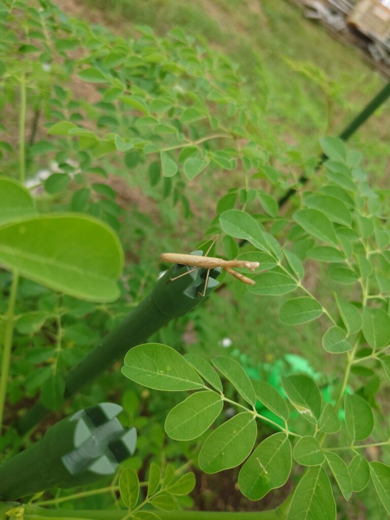 カマキリ