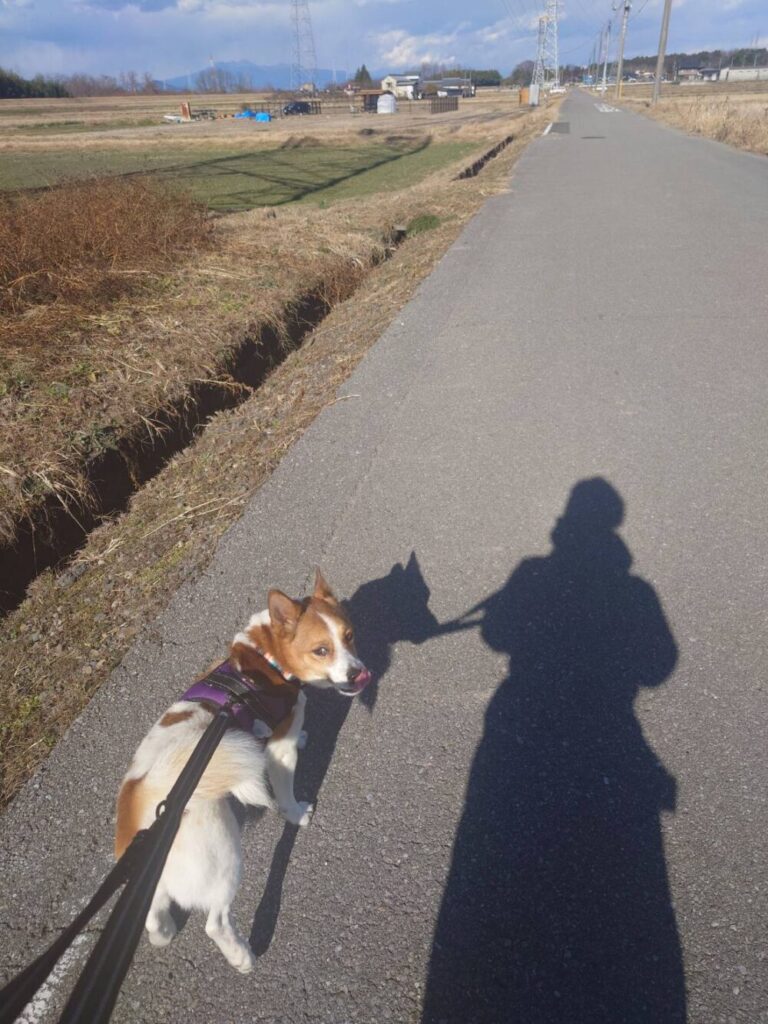 晴れ渡る田んぼ道