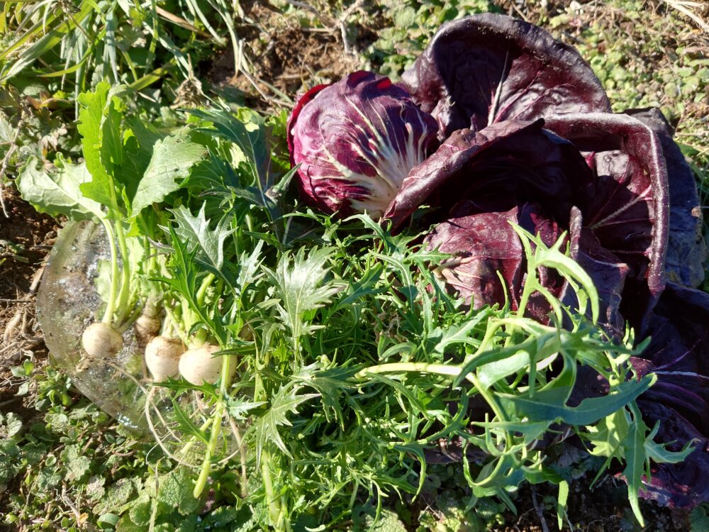 冬収穫野菜