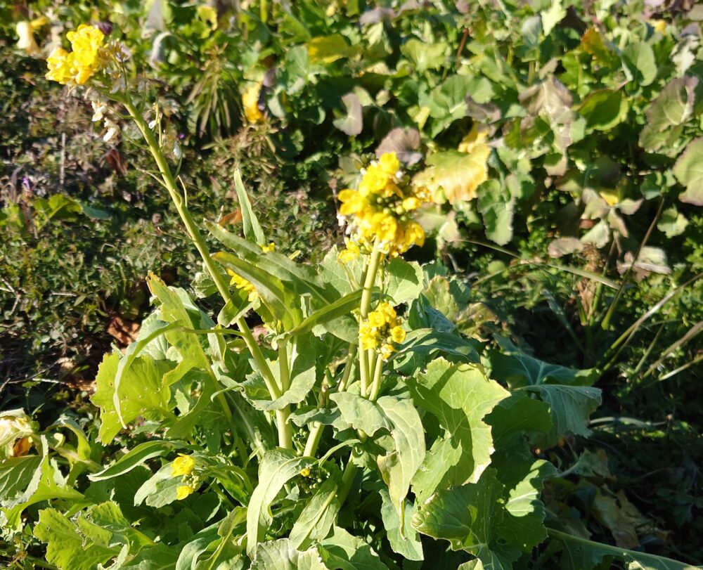 田んぼの黄色い花